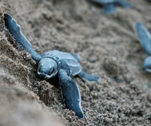 How The Caribbean Is Reviving Endangered Species caribbean-endangered-species