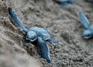 caribbean-endangered-species