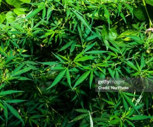 Antigua and Barbuda To Introduce Legislation for Expunging Minor Marijuana Convictions marijuana