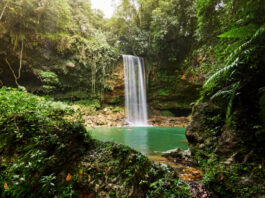 caribbean-bio-diversity