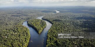 guyana-forests-credits-apple