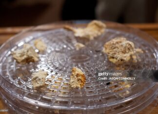 psilocybin-mushrooms