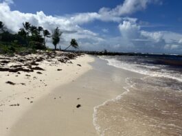 seaweed-issue-barbados