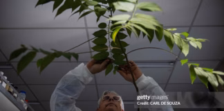 Trema-micrantha-brazil-cdb