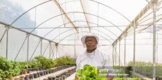 caribbean-agri-tech-opportunity