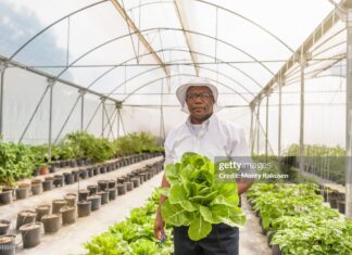 caribbean-agri-tech-opportunity