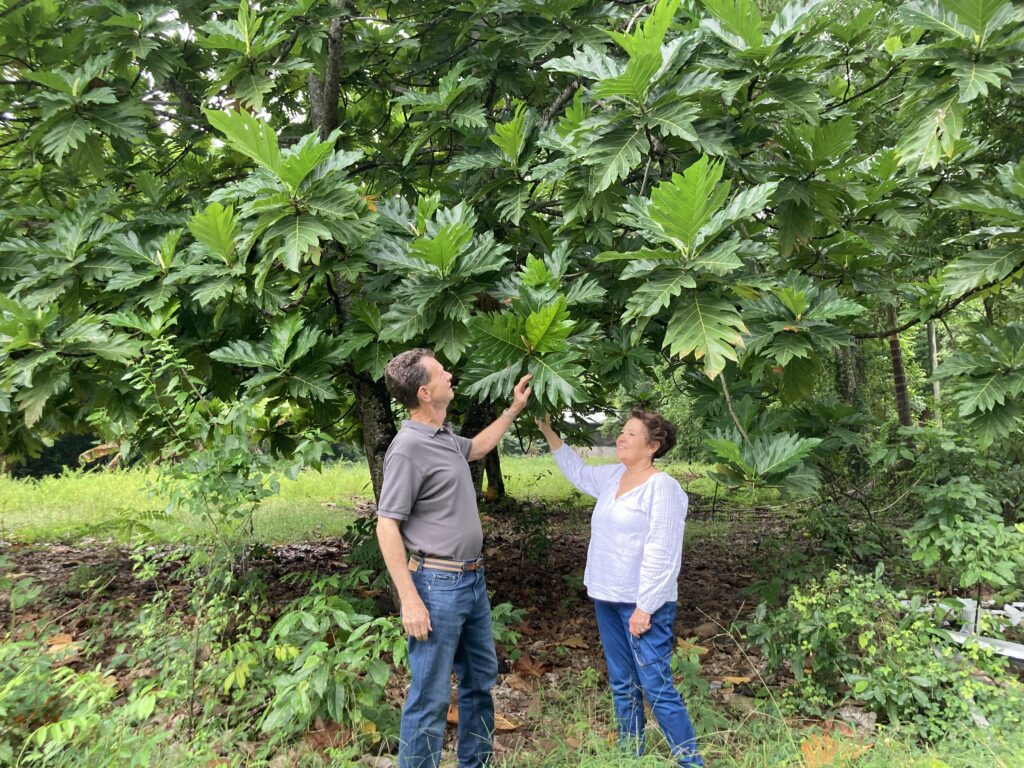 Jamaica’s Year-Round Avocado Breakthrough Signals New Agribusiness Investment Opportunity