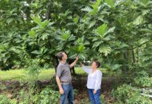 Jamaica’s Year-Round Avocado Breakthrough Signals New Agribusiness Investment Opportunity