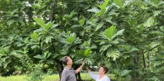 Jamaica’s Year-Round Avocado Breakthrough Signals New Agribusiness Investment Opportunity