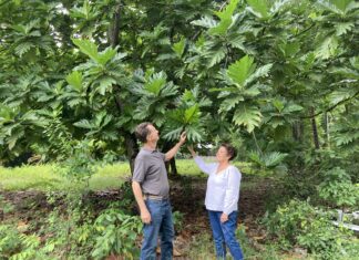 Is Year-Round Avocado Production Jamaica’s Next Major Agricultural Investment Opportunity? Jamaica’s Year-Round Avocado Breakthrough Signals New Agribusiness Investment Opportunity