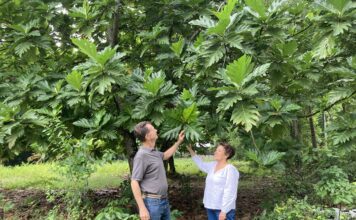 Jamaica’s Year-Round Avocado Breakthrough Signals New Agribusiness Investment Opportunity